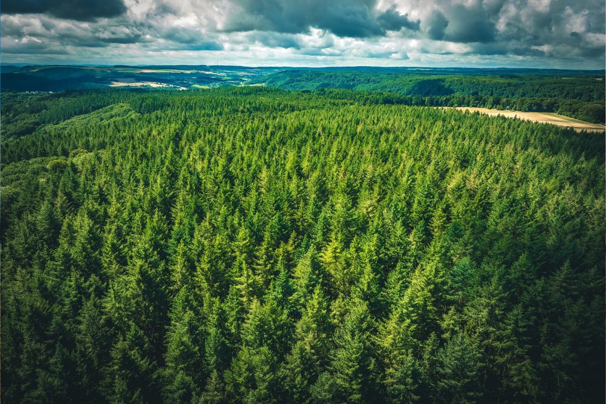 Douglas Fir