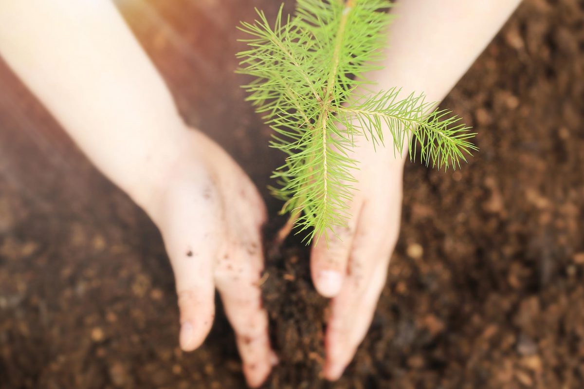 Tree Donation
